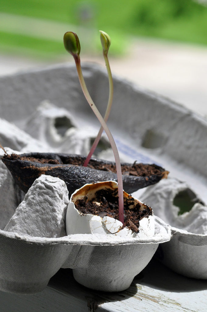 seedlings-in-eggshell-and-avocado-skin